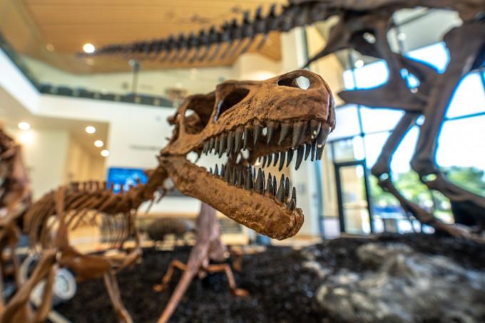 恐龙在梅尔博物馆展出.
