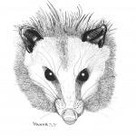 Opossum face