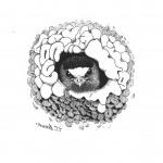 Barn Swallow in Nest