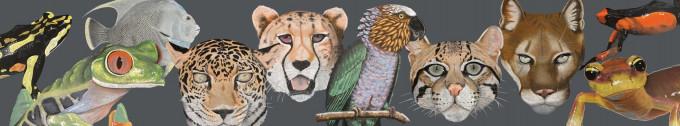 Terry Maxwell's wildlife chalk renderings.